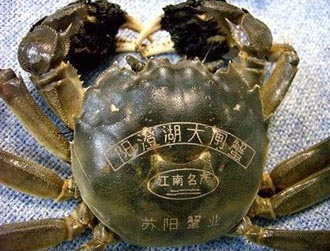 大閘蟹